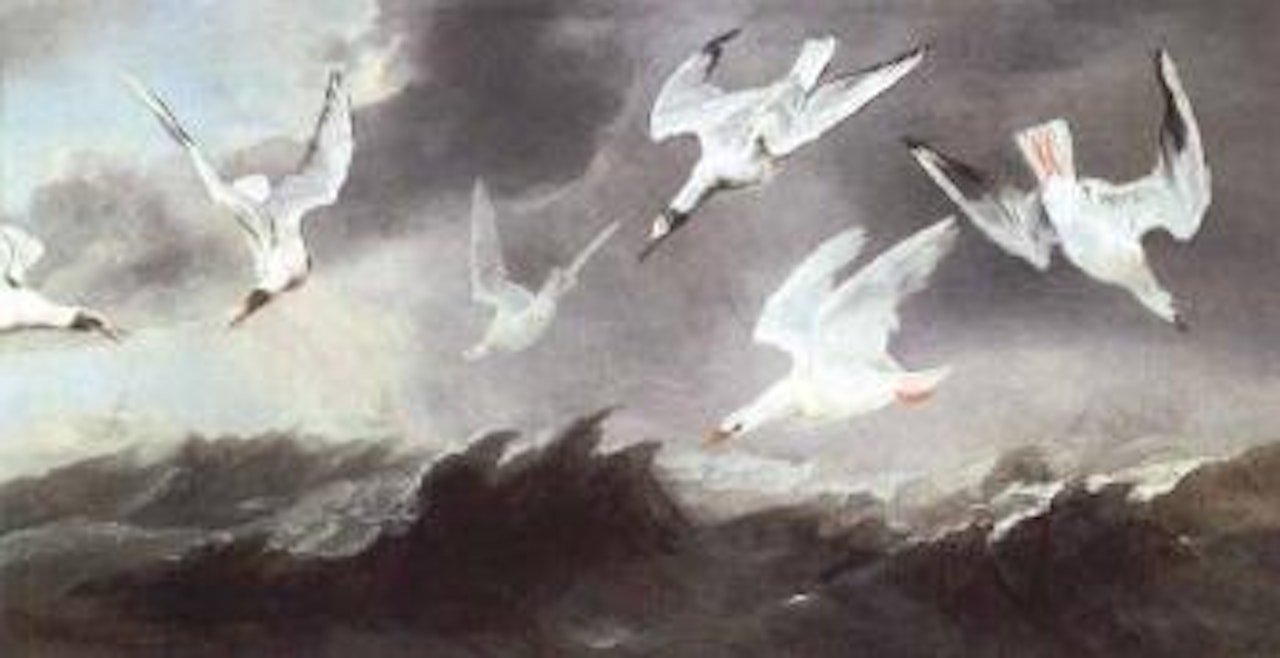 Flock of terns and gulls above stormy seas by Paul de Vos