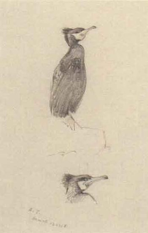 Study of a cormorant on a rock by Archibald Thorburn