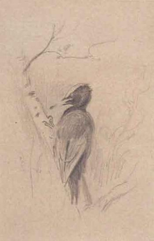 Study of a woodpecker on a branch by Archibald Thorburn