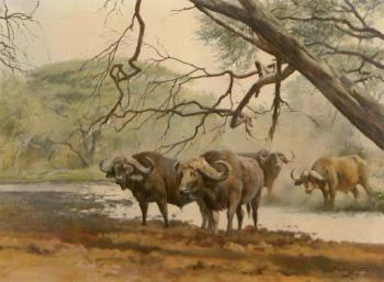 Cape buffalo under a tree by Donald Grant