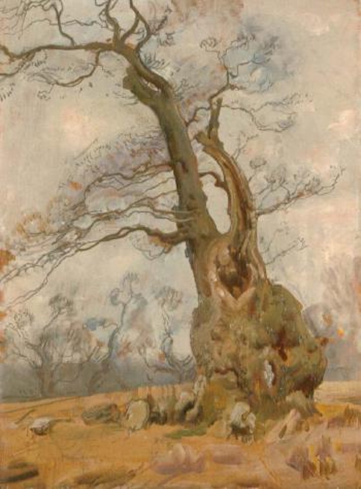 Study of an old oak in Blenheim Park by Alfred James Munnings
