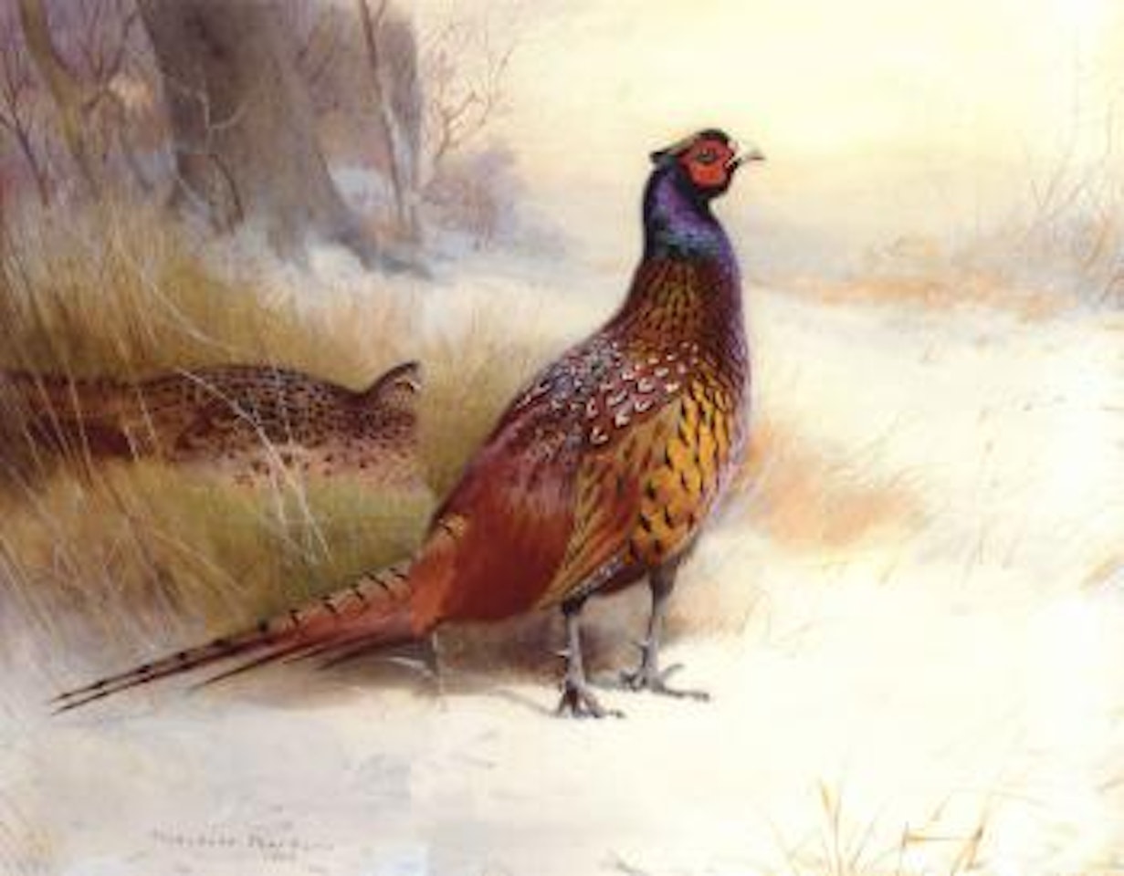 A pair of pheasants in the snow by Archibald Thorburn