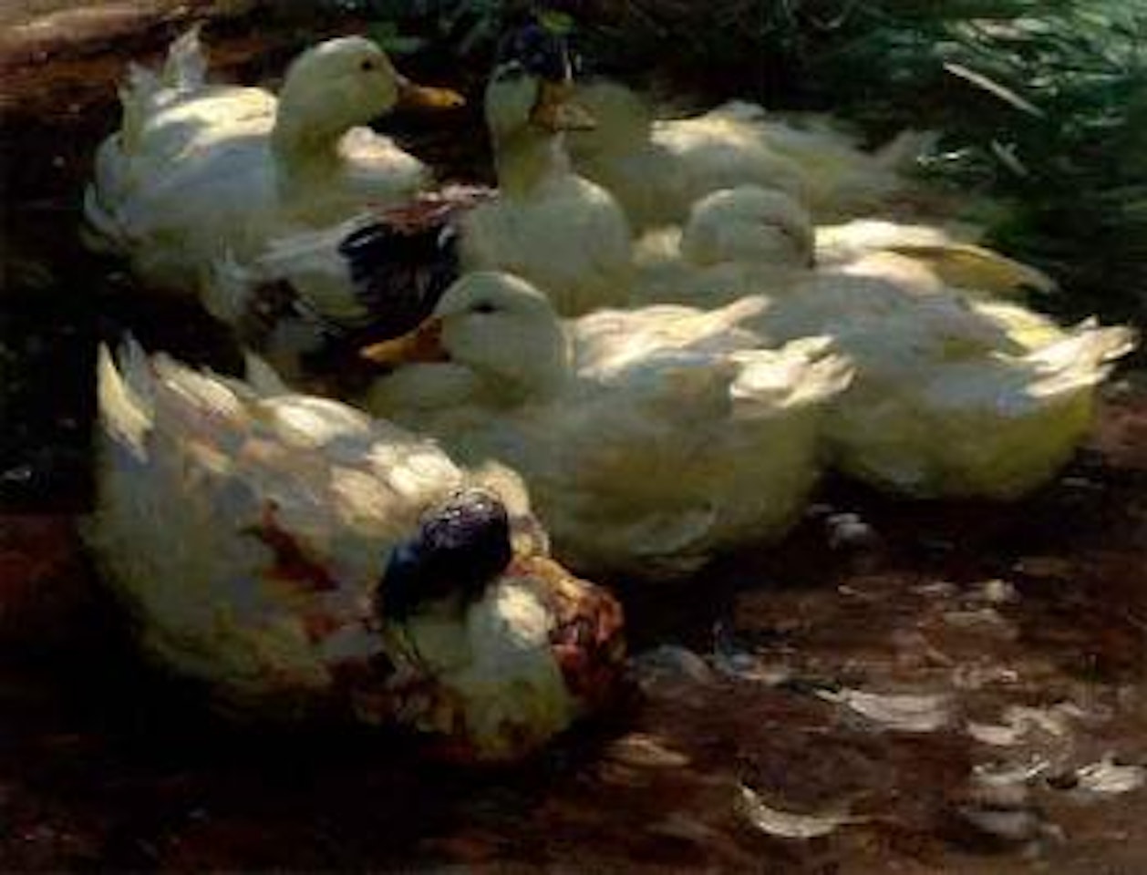 Ducks resting by Alexander Koester