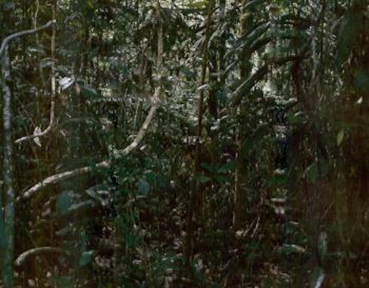 Paradise XXXII, Peru by Thomas Struth