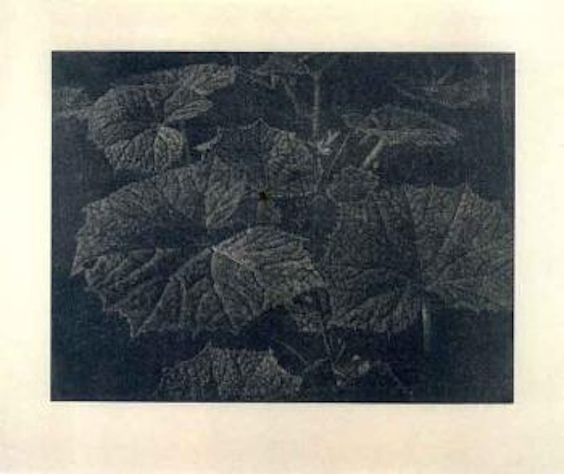 Plant by Franz Gertsch
