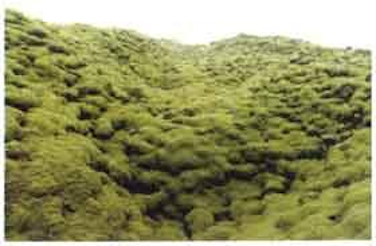 Moss valley by Olafur Eliasson