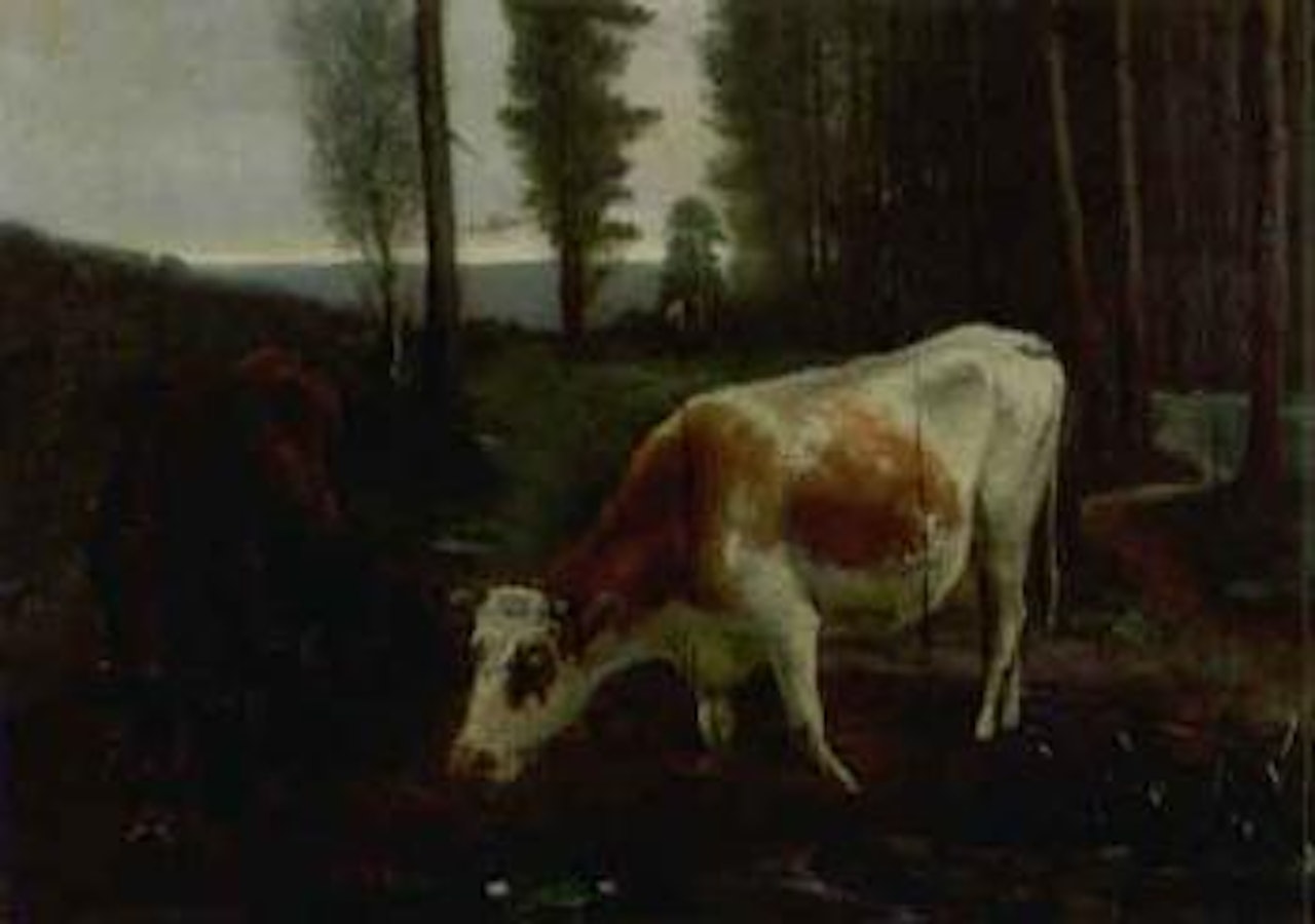 Cows watering by Christian Skredsvig
