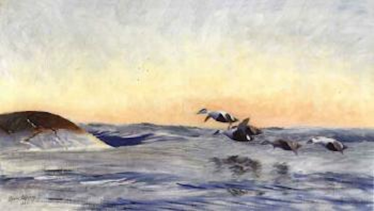 Eiderducks in flight by skerries by Bruno Liljefors