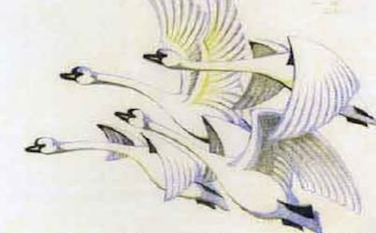 Swans by Sybil Andrews