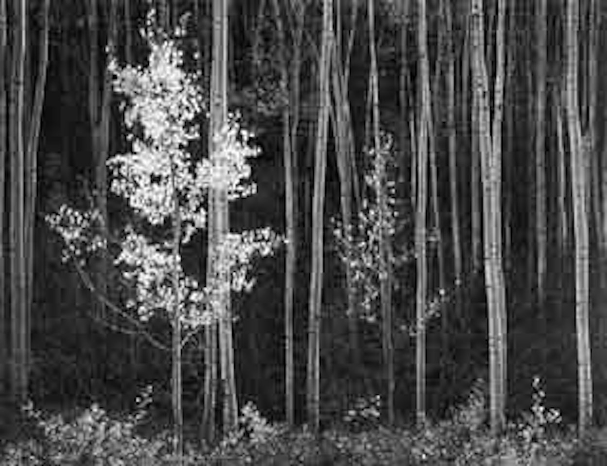 Aspen, Northern New Mexico by Ansel Adams