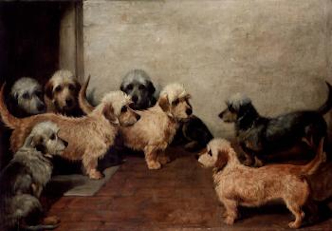 Eight Dandie Dinmonts by John Emms