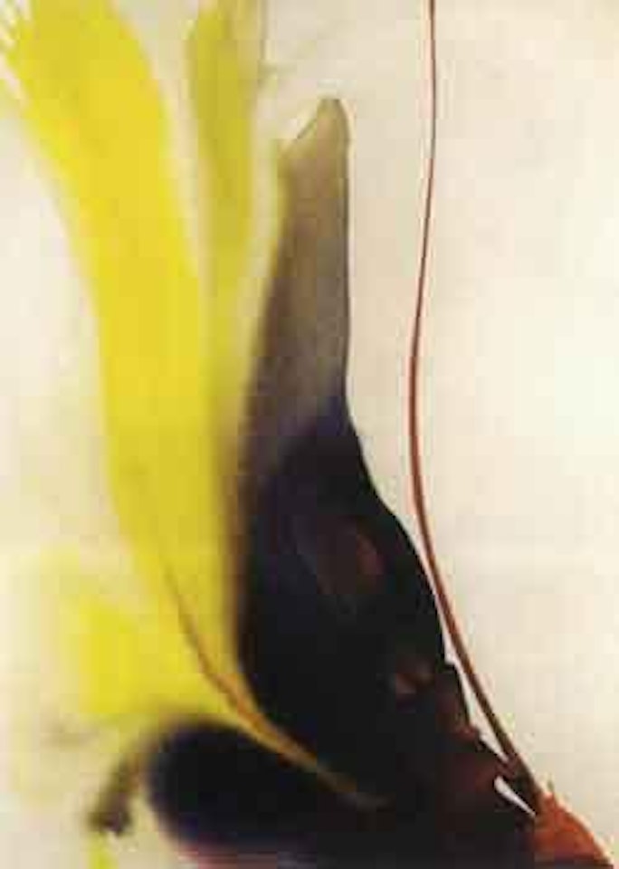 Phenomena yellow solstice by Paul Jenkins