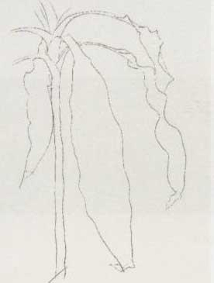 Dracena I by Ellsworth Kelly
