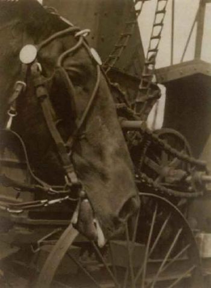 Horse, old Nick by Berenice Abbott