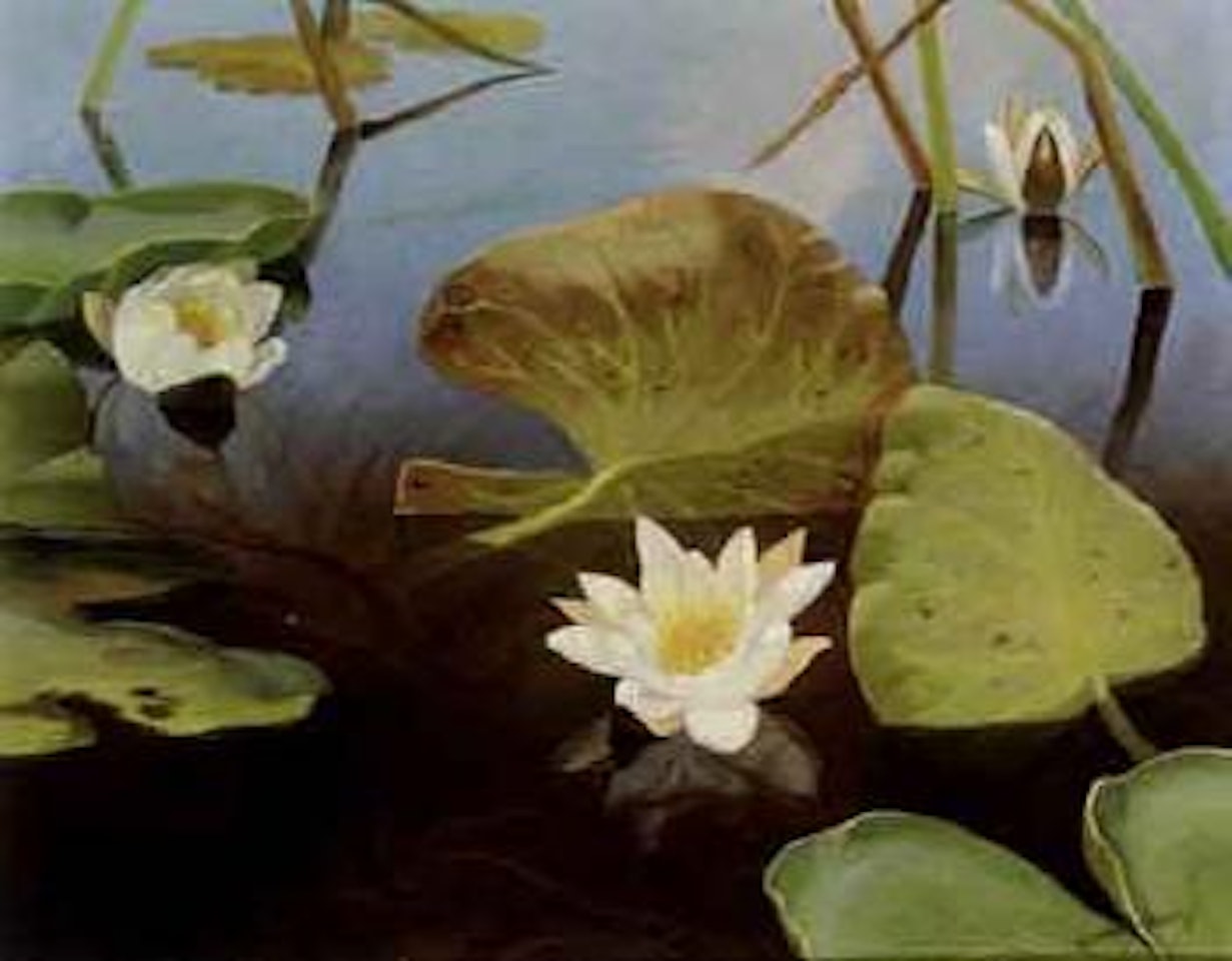 Waterlilies by Dirk Smoorenberg