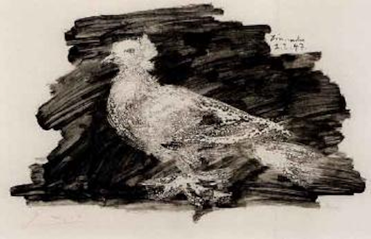 Pigeon au fond gris by Pablo Picasso