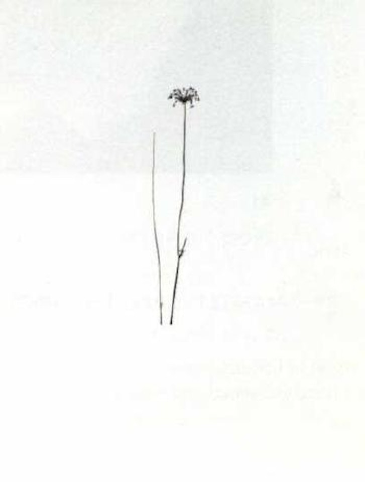 Michigan by Harry Callahan