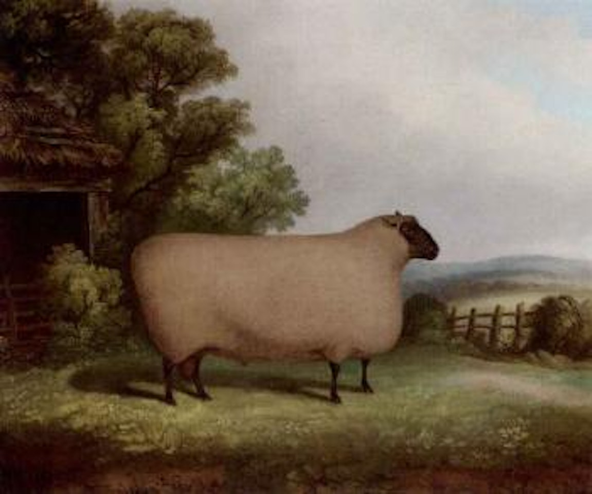 Prize Shropshire ram in a landscape by English School