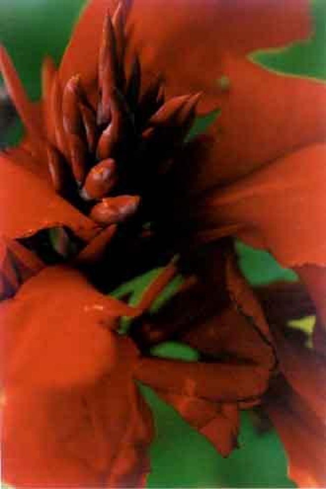 Palnt np.46, Canna by Thomas Struth
