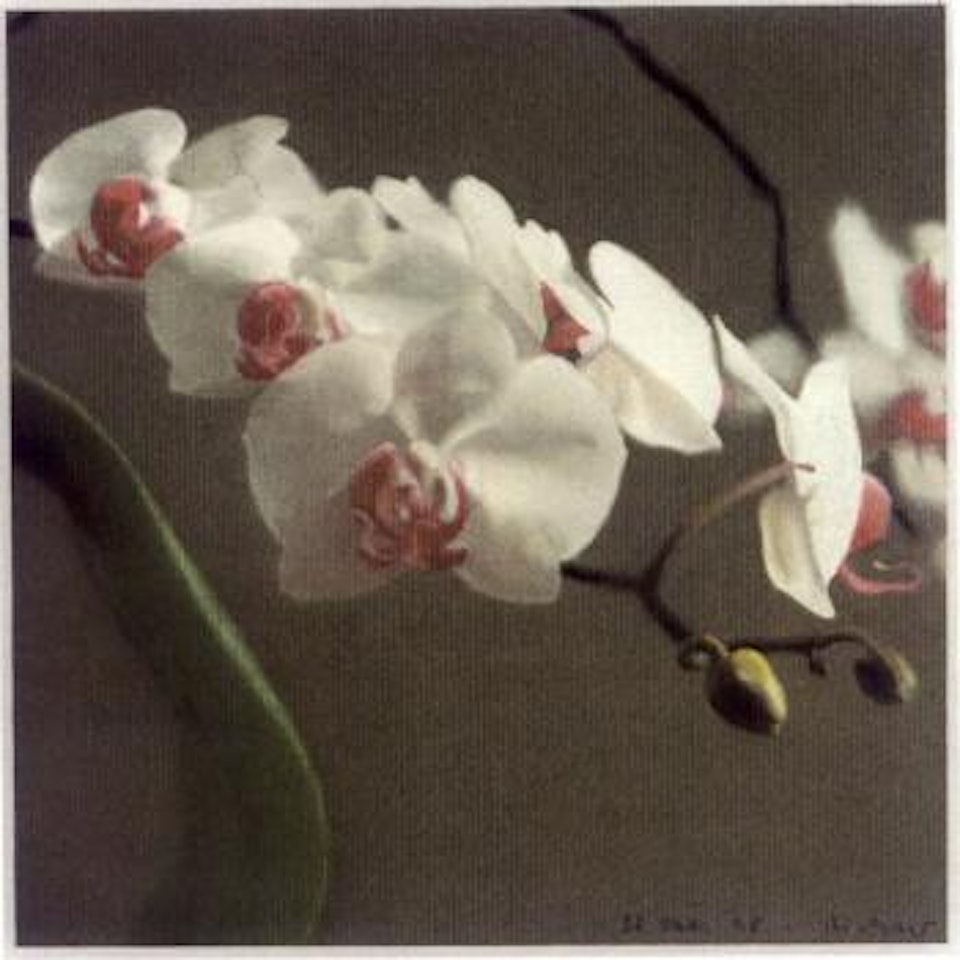 Orchid V by Gerhard Richter