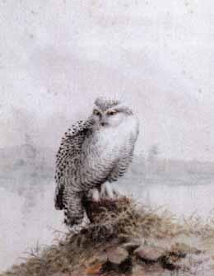 Study of a snowy owl perched on a stump, a river landscape beyond by George Edward Lodge