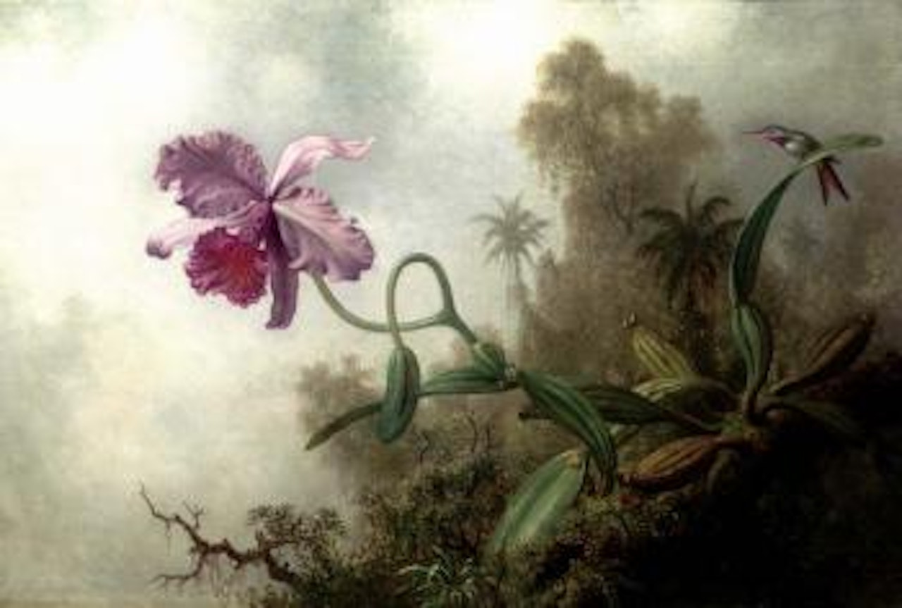 Orchid with amethyst woodstar by Martin Johnson Heade