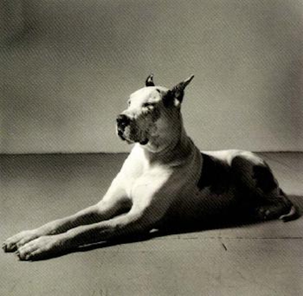 Great Dane, 1981 by Peter Hujar