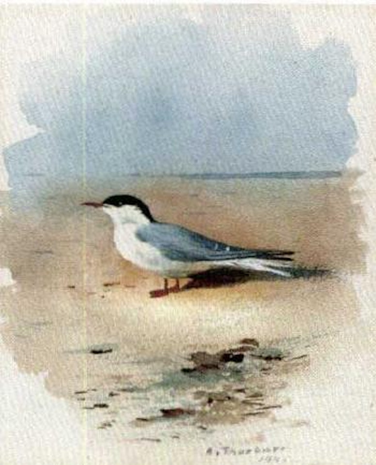 Study of a puffin. Study of a seagull by Archibald Thorburn