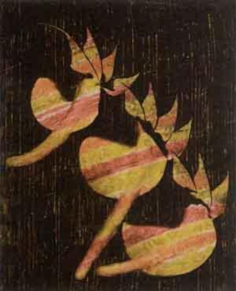 Cactus flower by Sidney Nolan