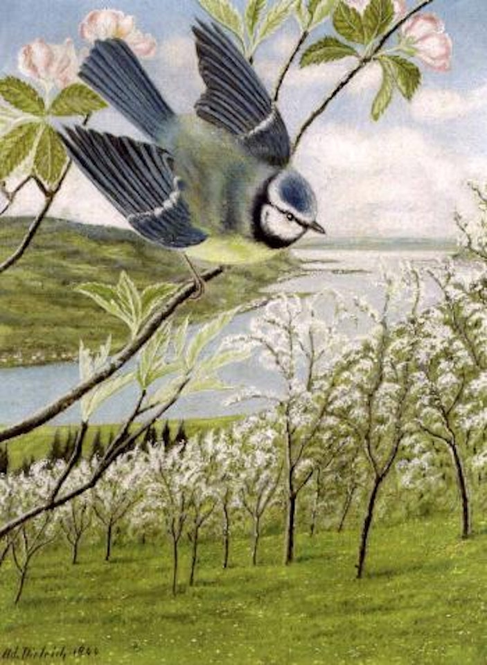 Blaumeise auf Blutenzweig - A bluetit on a flowering twig by Adolf Dietrich