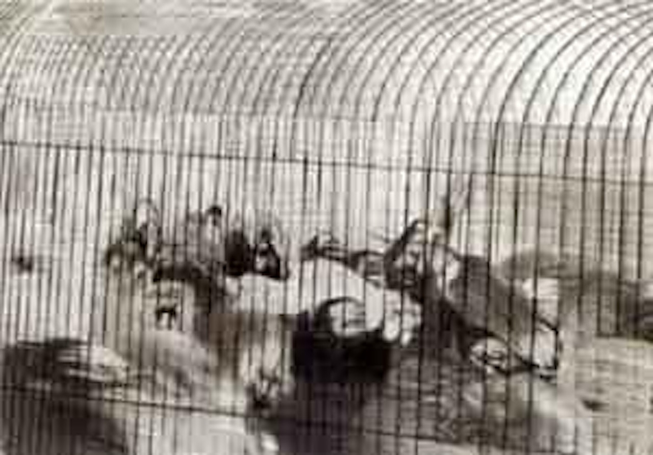 Lion cage by Roj Friberg