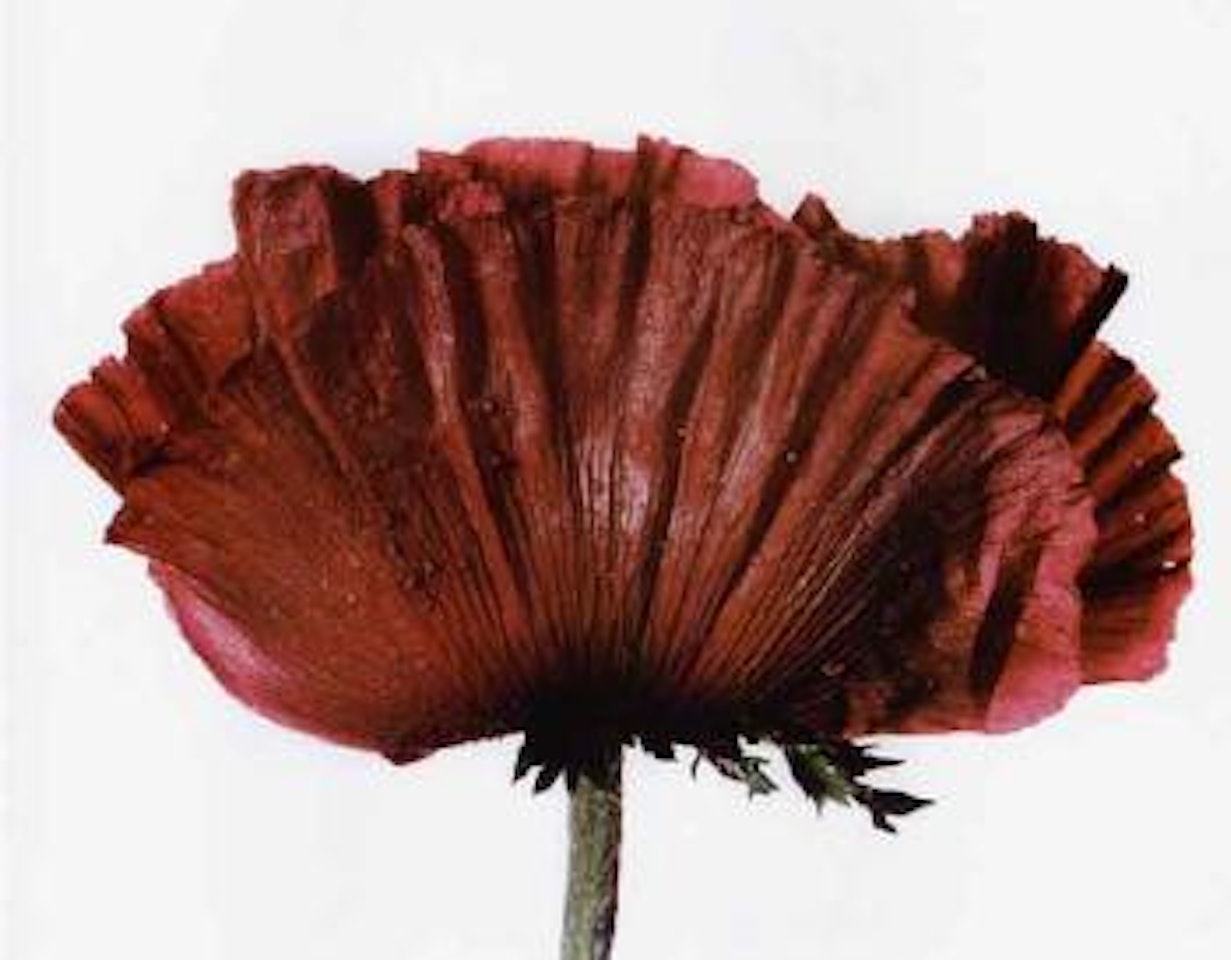 Poppy, glowing embers by Irving Penn