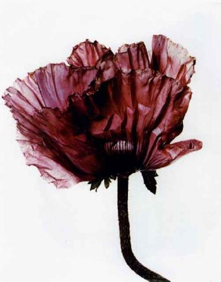 Lavender glory poppy by Irving Penn