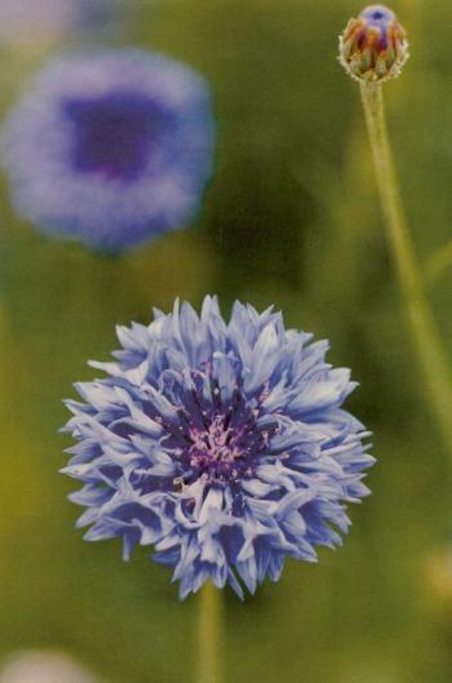 Plant No 47 - large cornflower, Dusseldorf by Thomas Struth