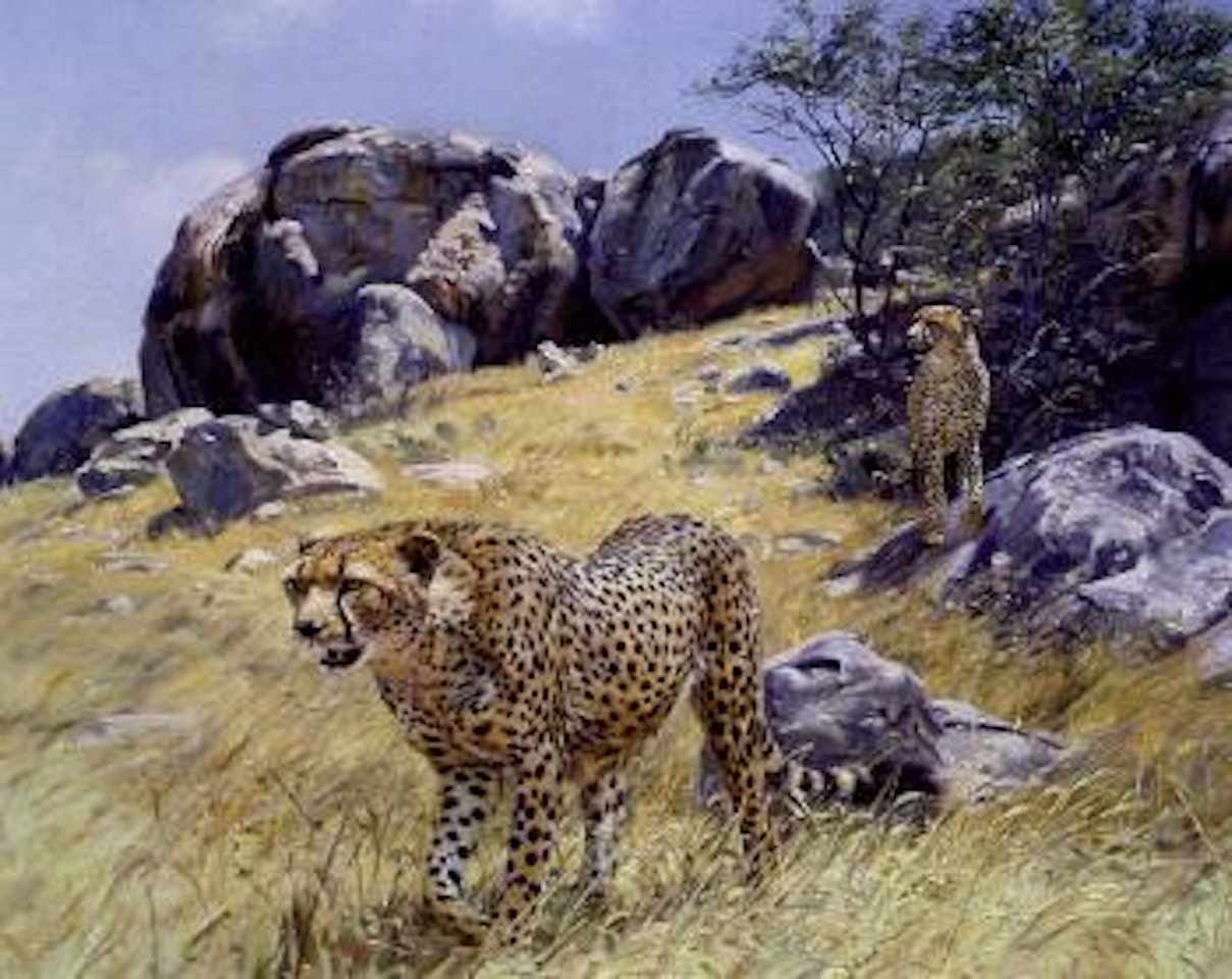 Cheetahs on a rock by Donald Grant