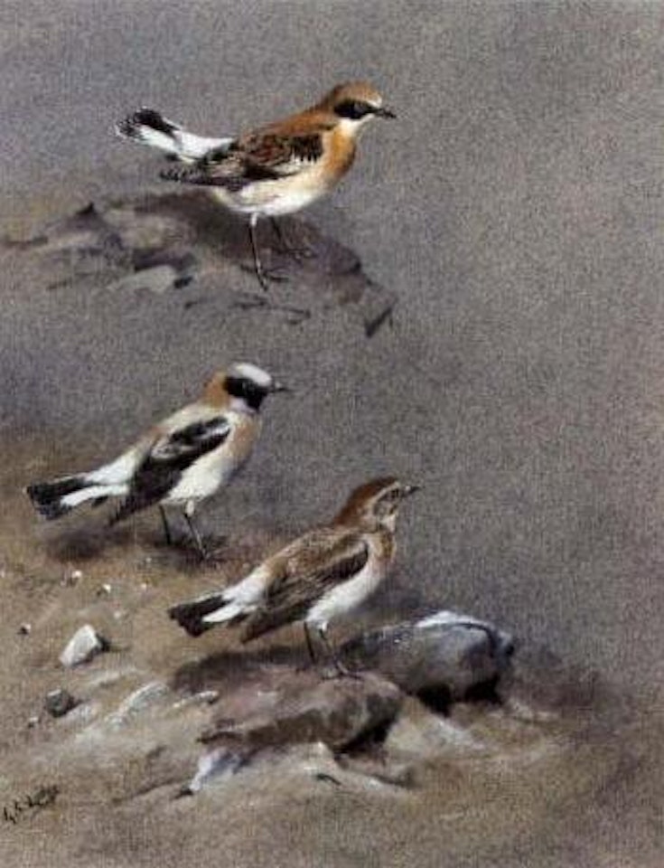 A petchora pipit, wagtails. Black-eared wheatear by George Edward Lodge