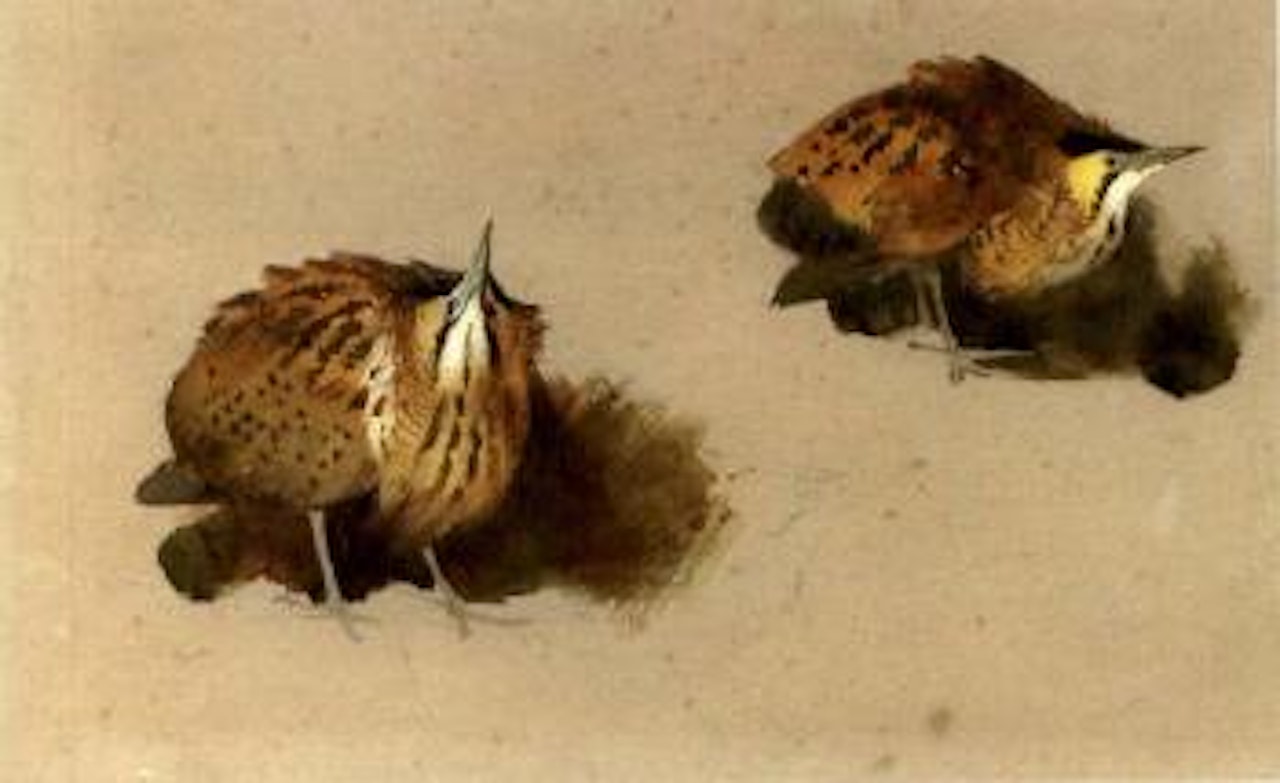 Bittern studies by Archibald Thorburn