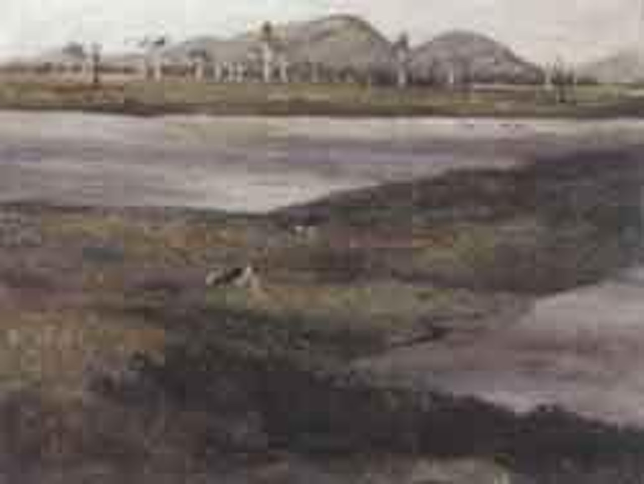 Ibis in North Queensland landscape by Ray Austin Crooke