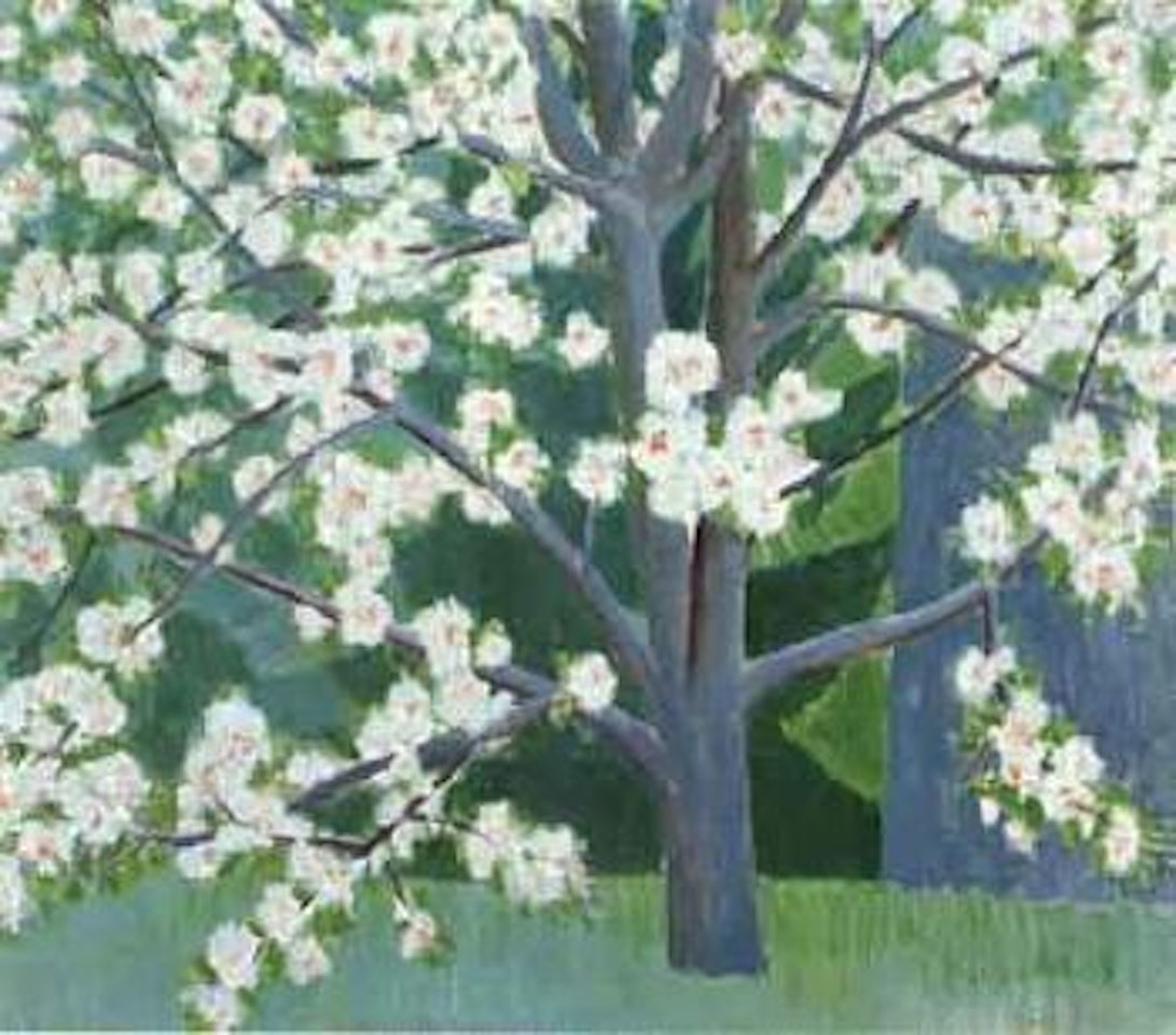 Apple tree in blossom by Veikko Vionoja