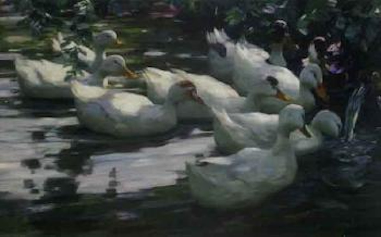 White ducks on a pond by Alexander Koester