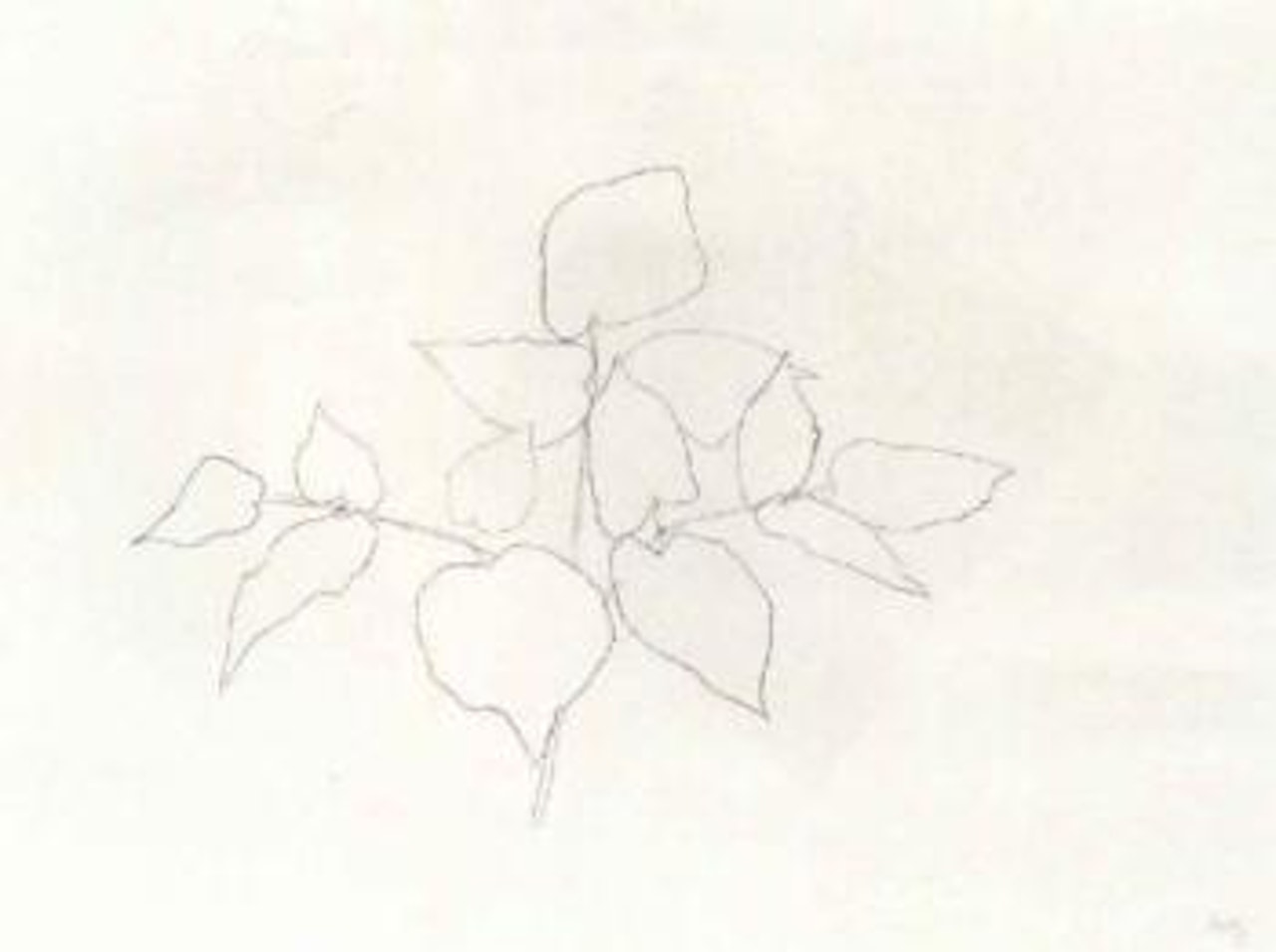 Sarsaparilla by Ellsworth Kelly