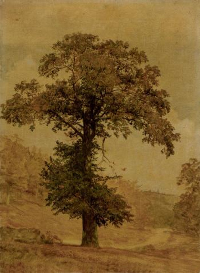 Study of tree by Jasper Francis Cropsey
