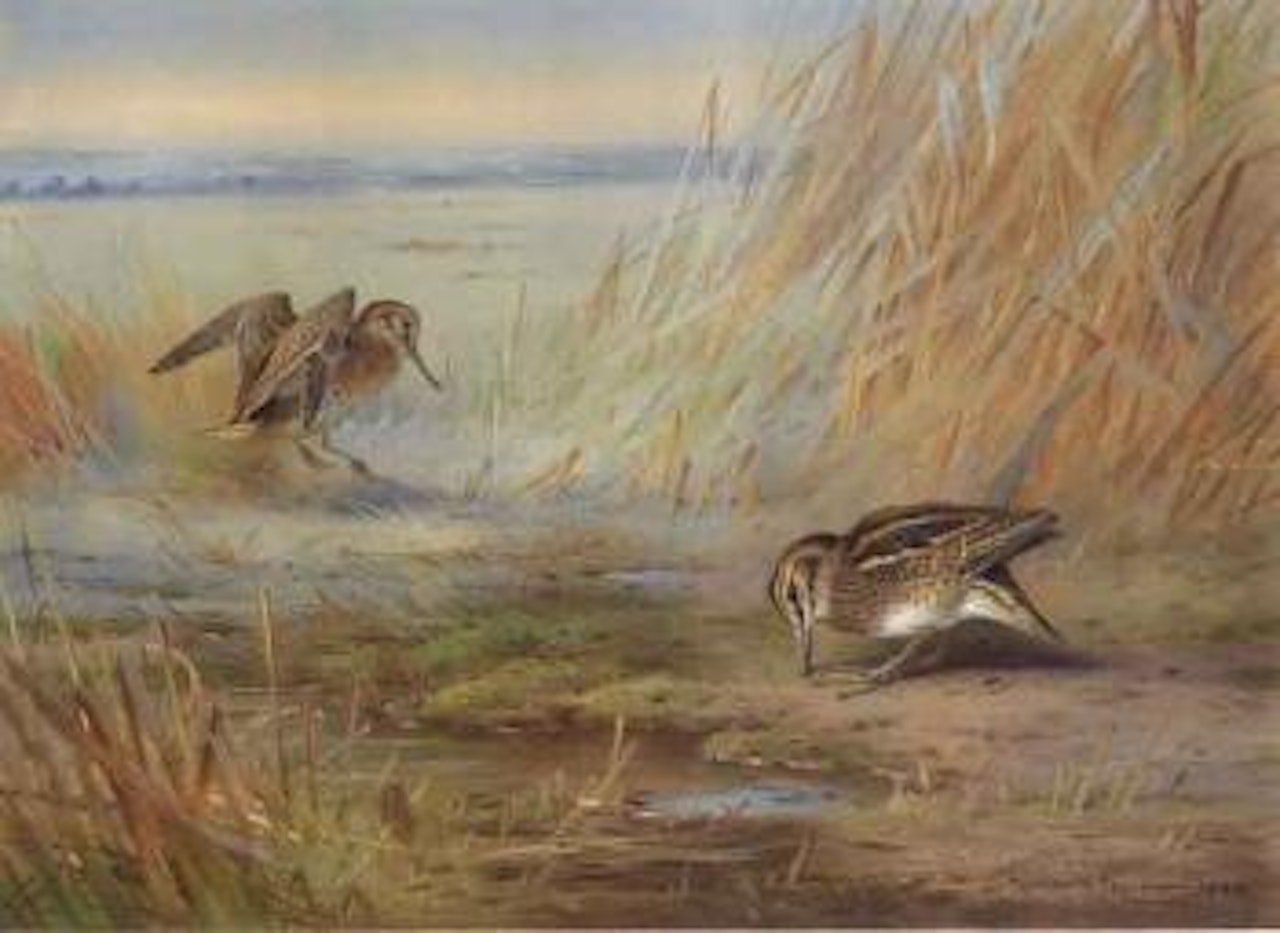 Common snipe on marshland by Archibald Thorburn