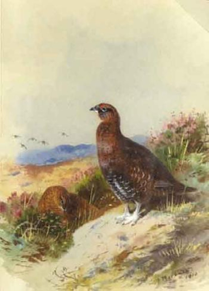Red grouse by Archibald Thorburn