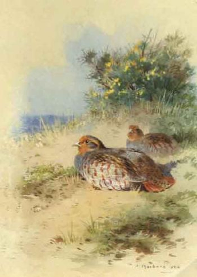A brace of grey partridges by Archibald Thorburn
