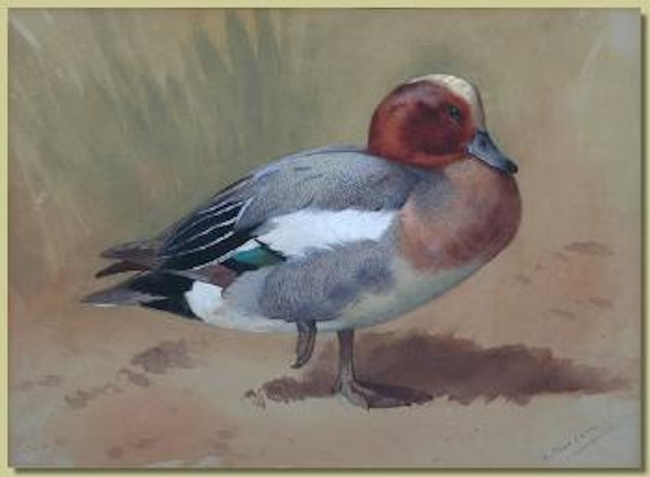 Study of a teal standing on sand by Archibald Thorburn