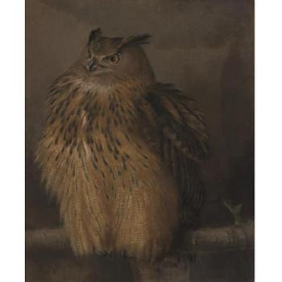 Long-eared owl by English School