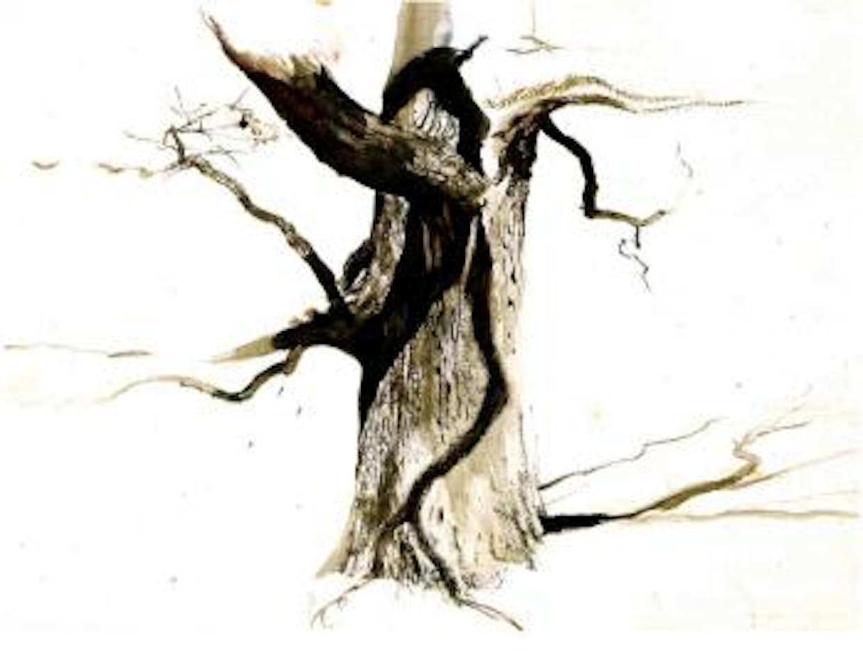 Oak by Andrew Wyeth