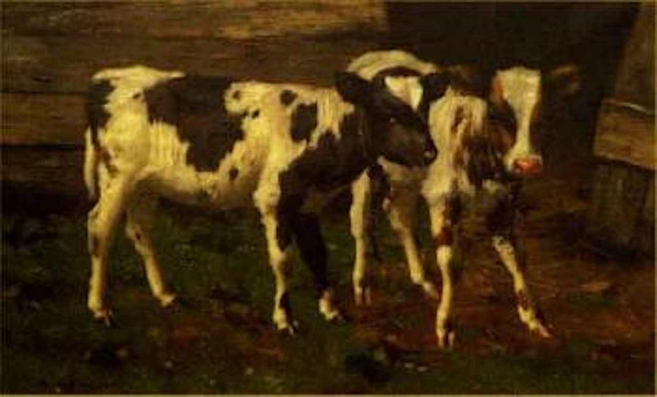 Calves by David Gauld
