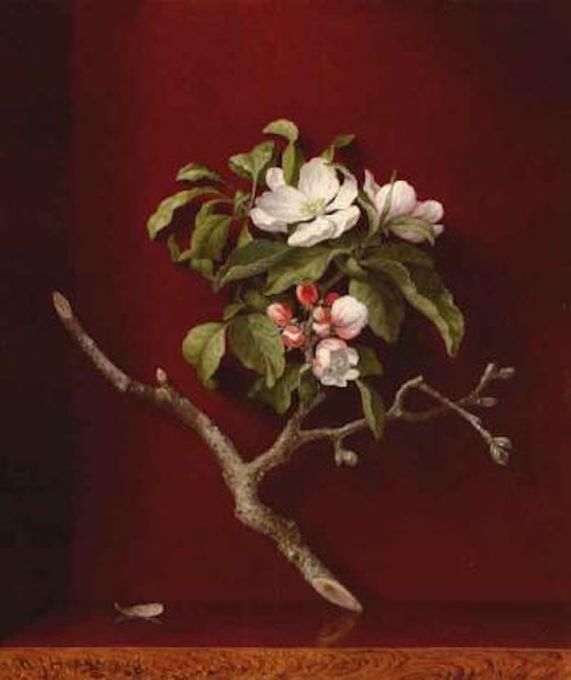 Apple blossoms in corner by Martin Johnson Heade